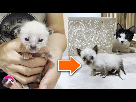 How tiny rescued kitten grows up: from 0-1 month - YouTube
