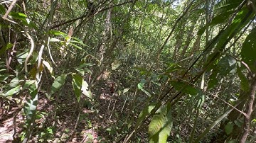 kèo giao lưu bẫy gà cuối năm 2023 được gà mồi sẩy