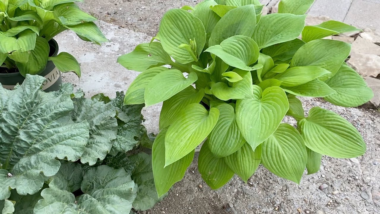 How to Divide Hosta Plants & Baby Chick Care. Fondanista Gardening 🌿🌸