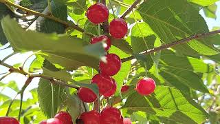The Beauty of Cherries and Relaxing Sounds