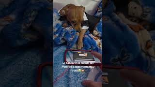 Le banearon la cuenta del Free Fire a coco y está muy triste😭🐕 #dog #humor #freefire #gamer