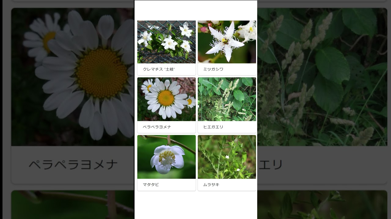 特集 ７月の白い花 | かぎけん花図鑑