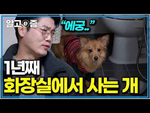 "Please, come out.." A dog living in a freezing bathroom even in the dead of winter｜There Are No ...