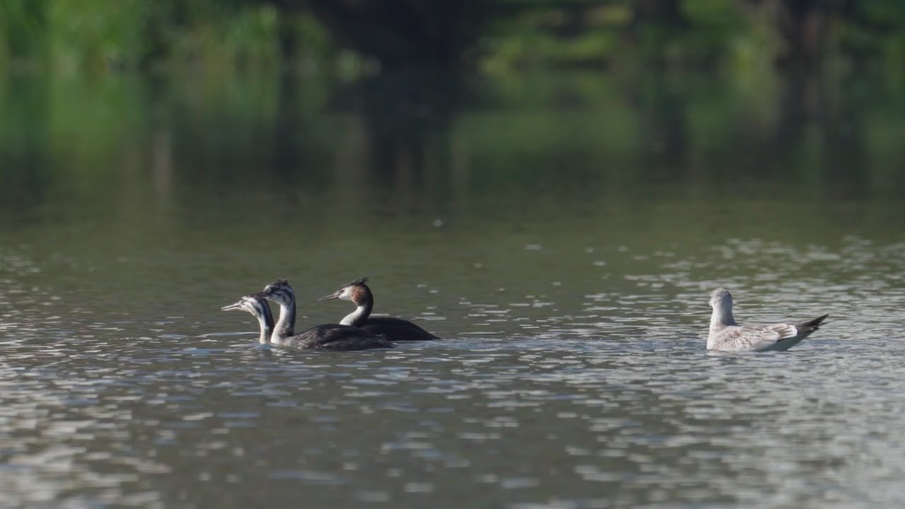 Большая поганка или Чомга 4К | Podiceps cristatus 4K | Great crested grebe 4K