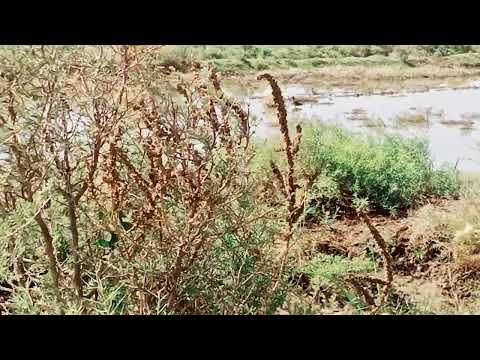 بعض من الطيور البرية المهاجرة في براري العراق