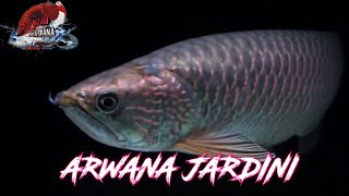 MENGENAL ARWANA JARDINI