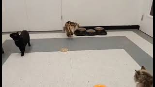 Contessa ADOPTED