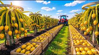 Complete Guide to Industrial-Scale Yellow Dragon Fruit Cultivation: From Propagation to Harvesting