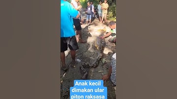 Anak kecil dimakan Ular piton raksasa #beritaterbaru #beritaviral #beritaterkini