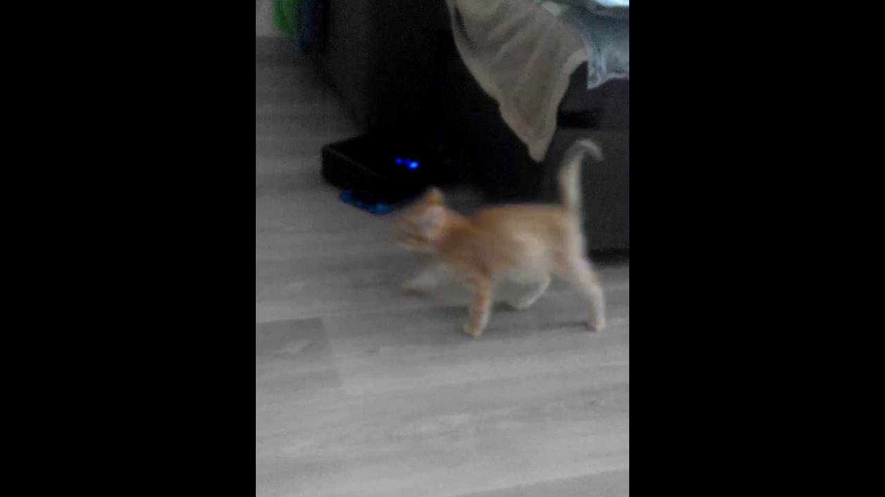 Робот-полотер IRobot Braava 380t и кот