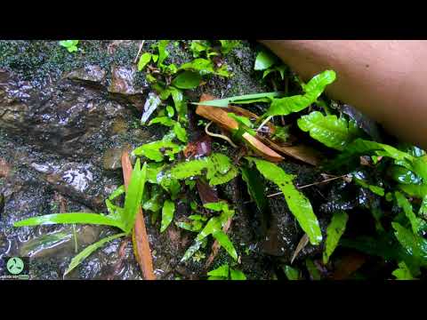 Video Khai Thác Rêu và Dương Xỉ ngoài tự nhiên ! Cực đã ! - youtube