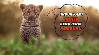 3 Anak MACAN TUTUL Ini Induknya MATI Kena JERAT Pemburu