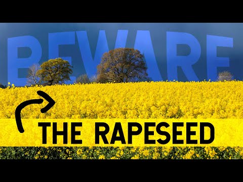 ভিডিও: Rapeseed কম