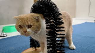 Cats' First Experience With Purrfect Arch | Cats Self Groomer