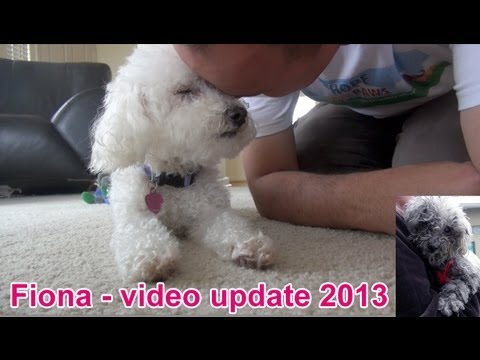 Fiona the blind dog - new video update 2013