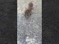 ارانبي حوطتك بالمعلقه 8605  