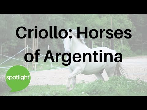 Video: Argentinsk Criollo Horse Breed Hypoallergenic, Health And Life Span