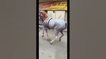 الحصان المستشار حته ادب عالماشي خيل السمان Arabianhorse 
