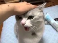 いちおう威嚇