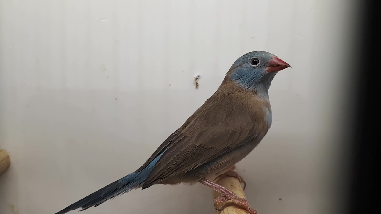CORDONBLEU CYANOCEPHALE Uraeginthus cyanocephalus Bluecapped Cordon — free download