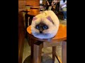 I lose if not moved by cuteness #DouTop #Cat #Plush Toy #Love Exploded