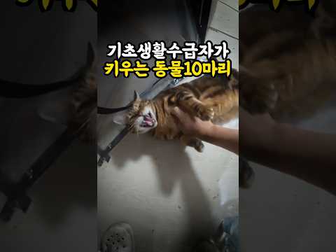 포기