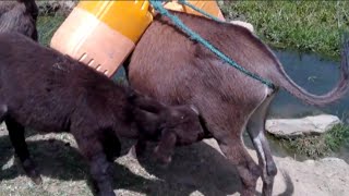 🫏😍 Baby Donkey Trying to Drink Milk from Mom… So Cute!
