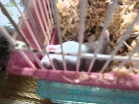 メイちゃんの二回目の妊娠。CIMG0707.wmv