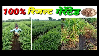 GINGER BEST RESULTS JIVRAS ORGANIC BACTERIA & VITARA HERBAL FUNGICIDE MAHARASHTRA JALNA screenshot 5