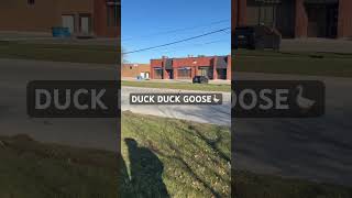 Stop! Wait a Minute……goose is crossing the road! #goose #brampton   #Canadian_goose🇨🇦🍁🇮🇳