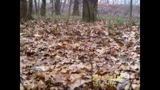 Maximum Ride Commercial