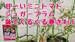 甘〜いミニトマト【シュガープラム】No.16ベランダでも簡単！鉢でぐるぐる仕立て