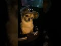 サイレン音を真似するハナが天才すぎ