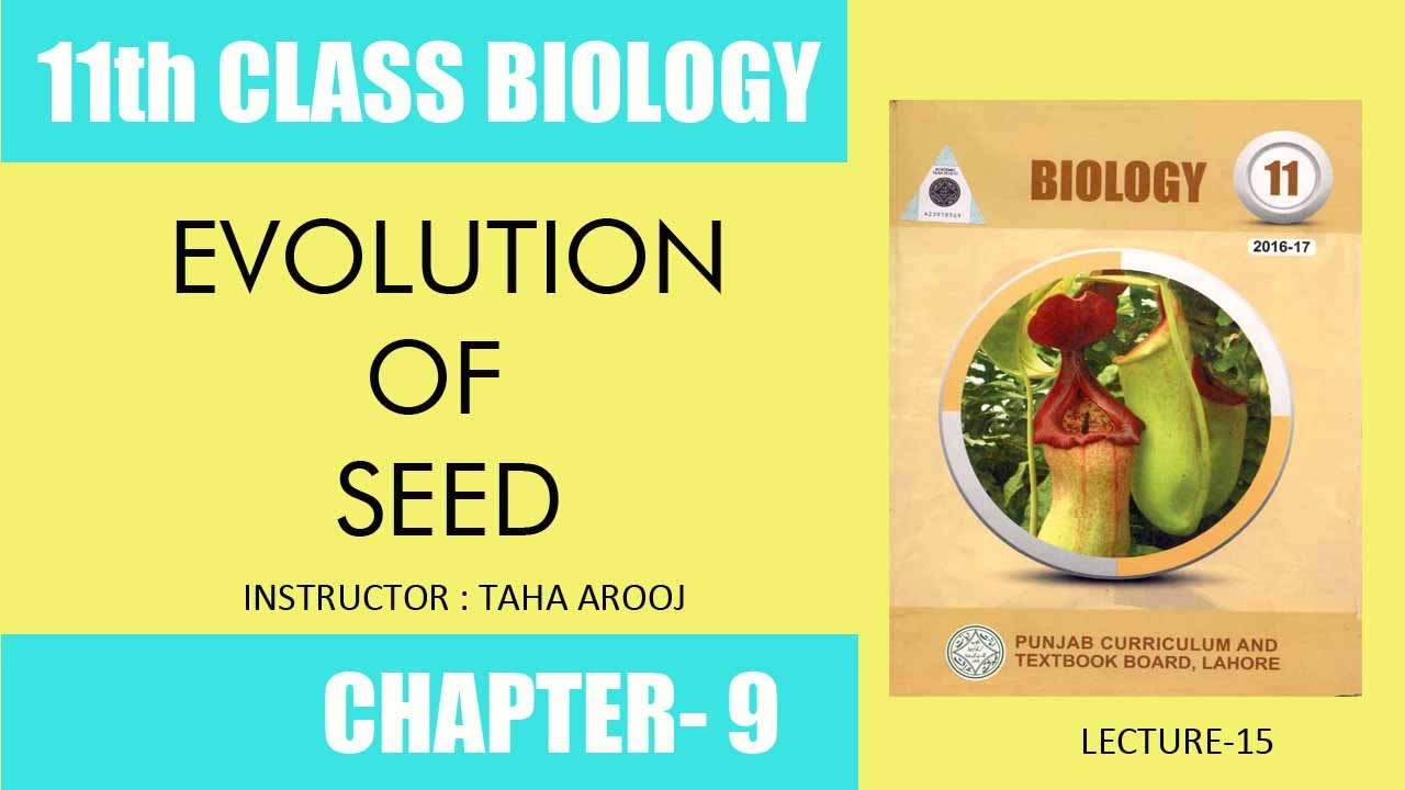 seed evolution - YouTube