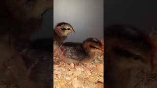 Baby chicks 2 days old. Cream Legbar and one Prairie Bluebell just learning how to be chickens.