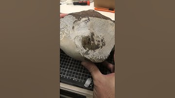 Turtle skull prep update, we have a beak! 🐢 #fossil #turtle #prep #newzealand