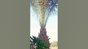 يا أيها الذين آمنوا إذا نودي للصلاة من يوم الجمعة الشيخ ياسر الدوسر #سورة_الجمعة #مقاطع_دينية_قصيرة