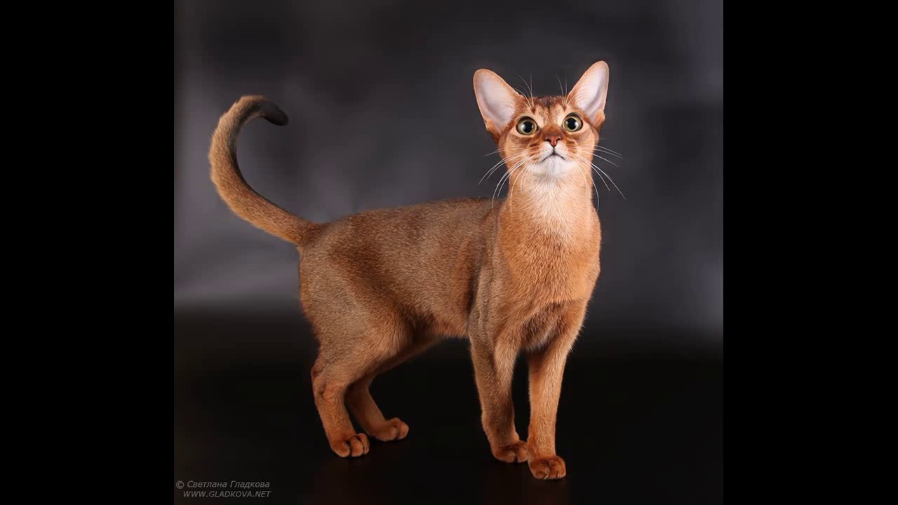 Long Haired Abyssinian Cat For Sale Youtube