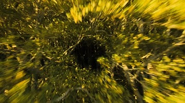 FPV racing drone flying through trees - New perspectives