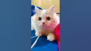 Dame un Grr 😾 #shorts #viralvideo #cat #persiancat