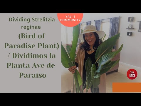 Video: Strelitzia - Groei In 'n Woonstel