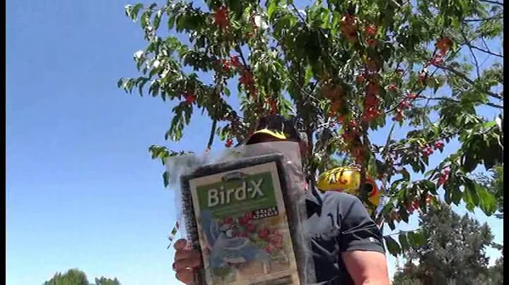 How to Keep Birds Off Your Fruit Trees - DayDayNews
