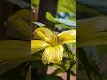 flower Creative photography idea 📸#photography #ytshorts #shorts #trending #viral #creative #editing