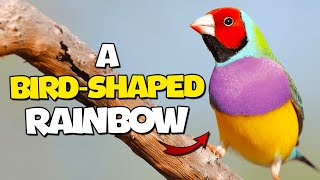 Gouldian Finch: The Dance of Colors by Birds & Sounds of Nature 173 views 2 weeks ago 3 minutes, 27 seconds