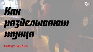 Как разделывают тунца