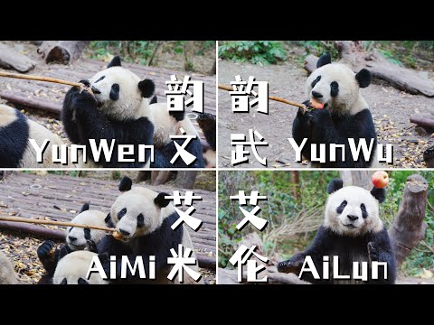 2021年成都大熊猫基地幼年园钓猫（上）大熊猫韵文Panda YunWen🐼大熊猫韵武Panda YunWu🐼大熊猫艾米Panda AiMi🐼大熊猫艾伦 Panda AiLun