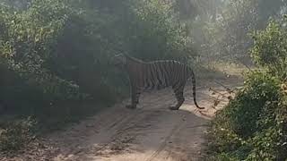 The Hidden World of Tigers: Secrets Unleashed