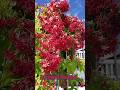 Tropical flowering beauty