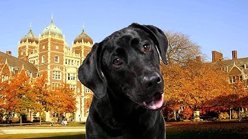 Lola Teaches Math: Division with partial quotients using an area model