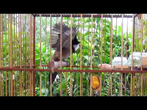 Video Chào mào | Luyện giọng cho chào mào hót sáng, ép chào... - youtube